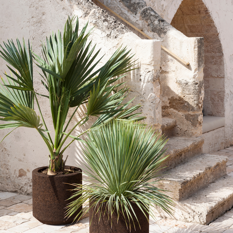Roda Cortica Collection