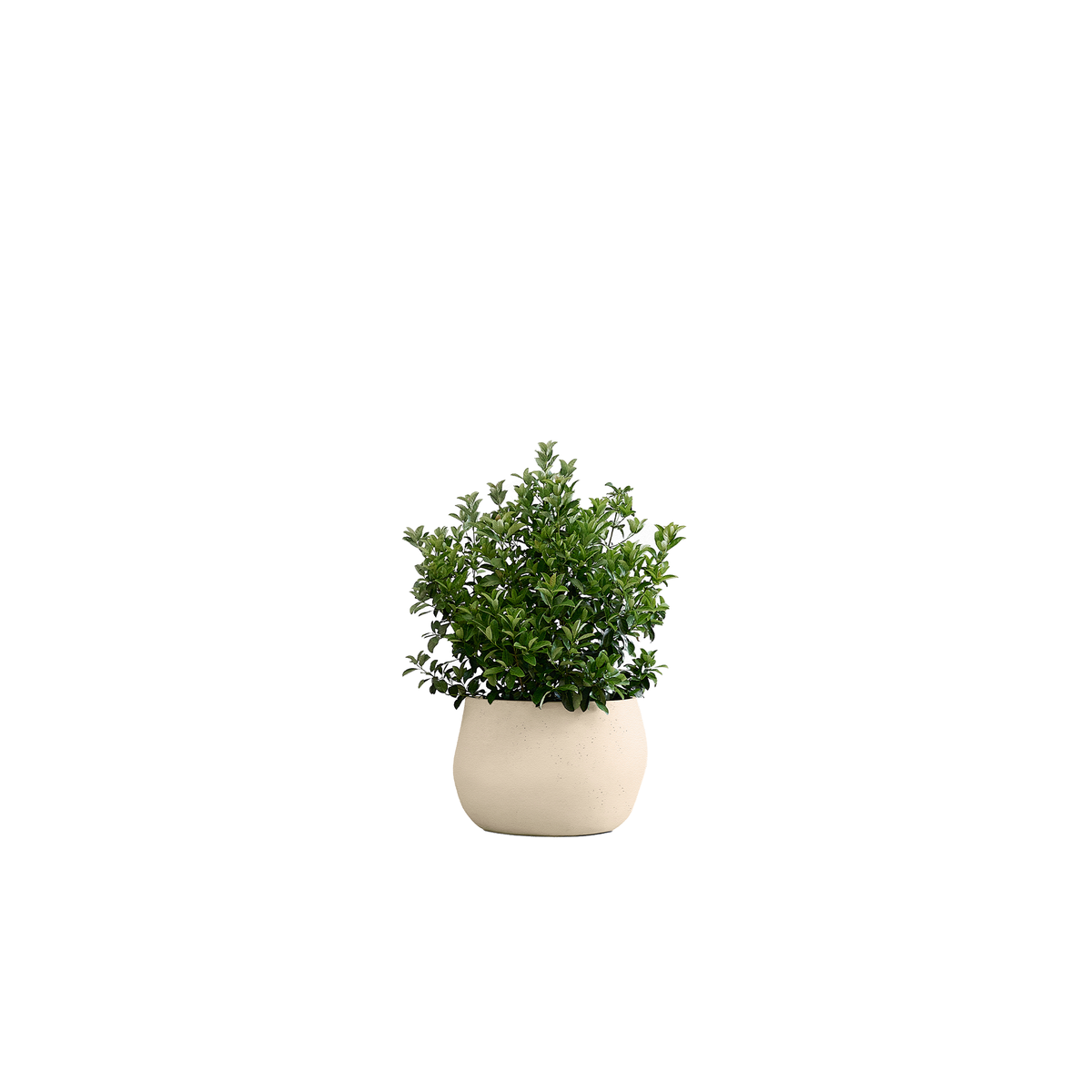 Pebble Small