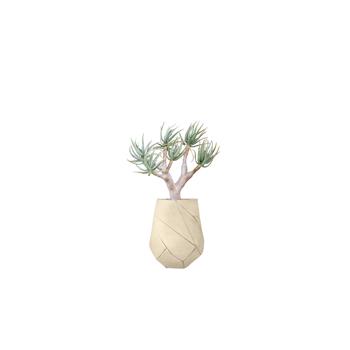 Bhaca Medium