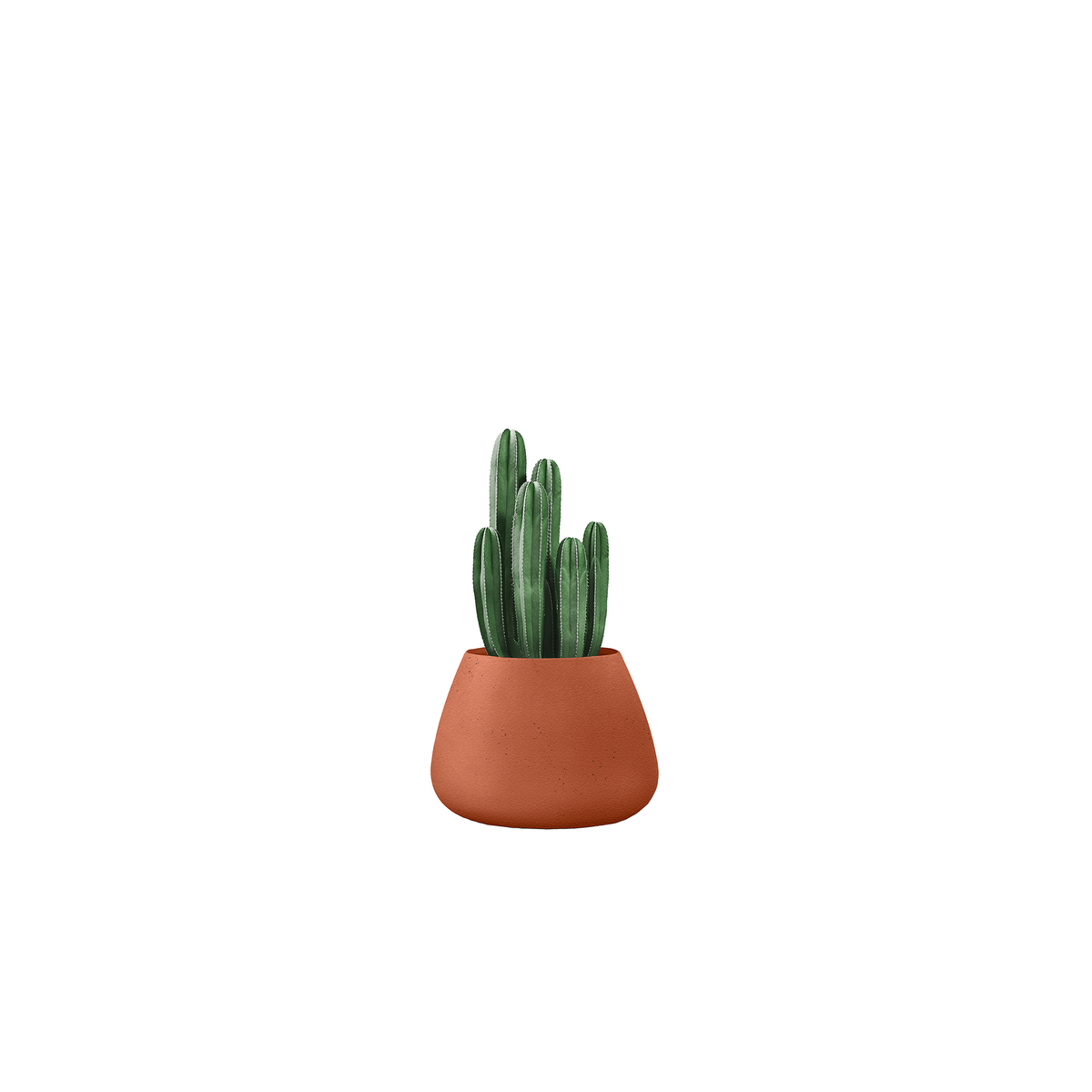 Tuber Small Stone