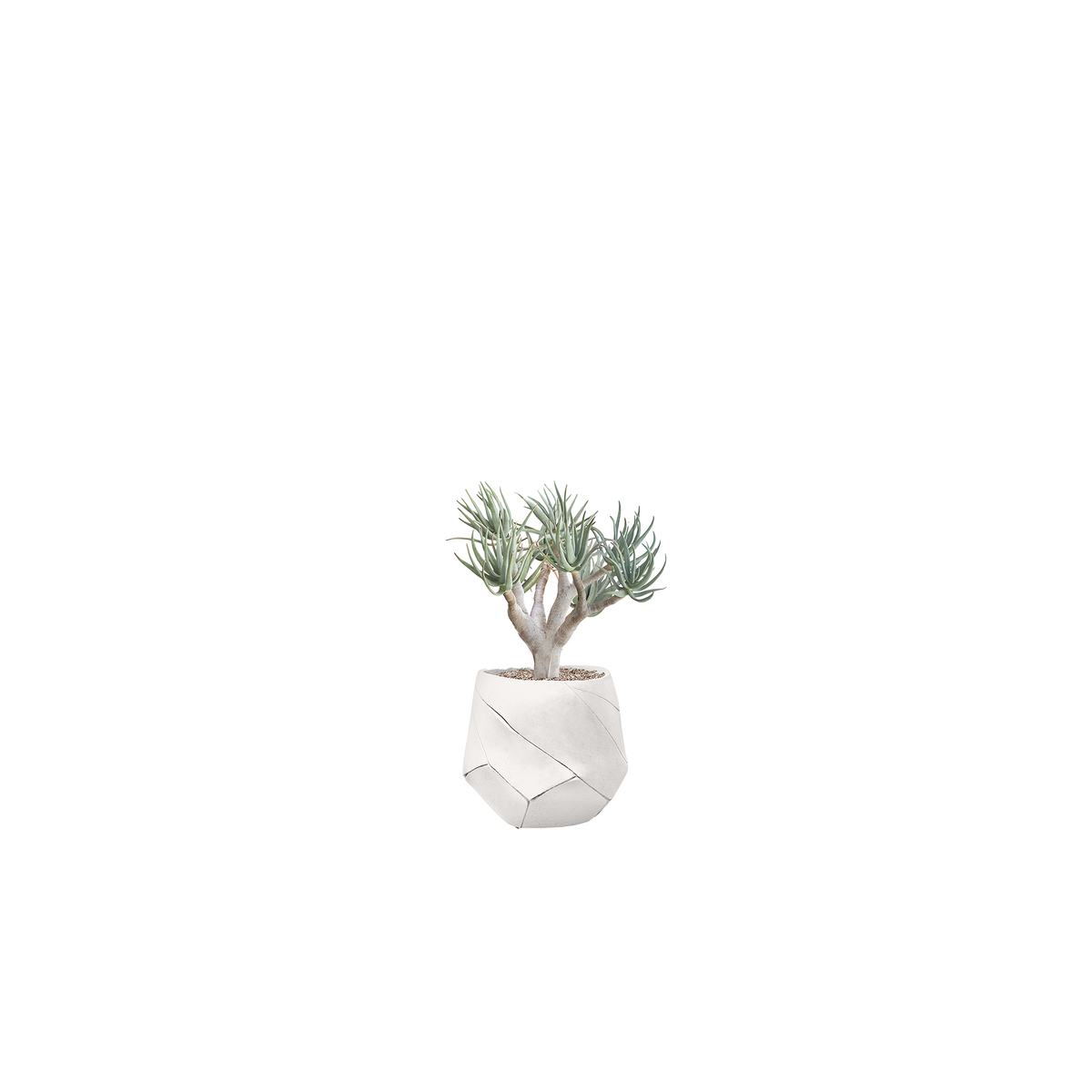 Bhaca Small