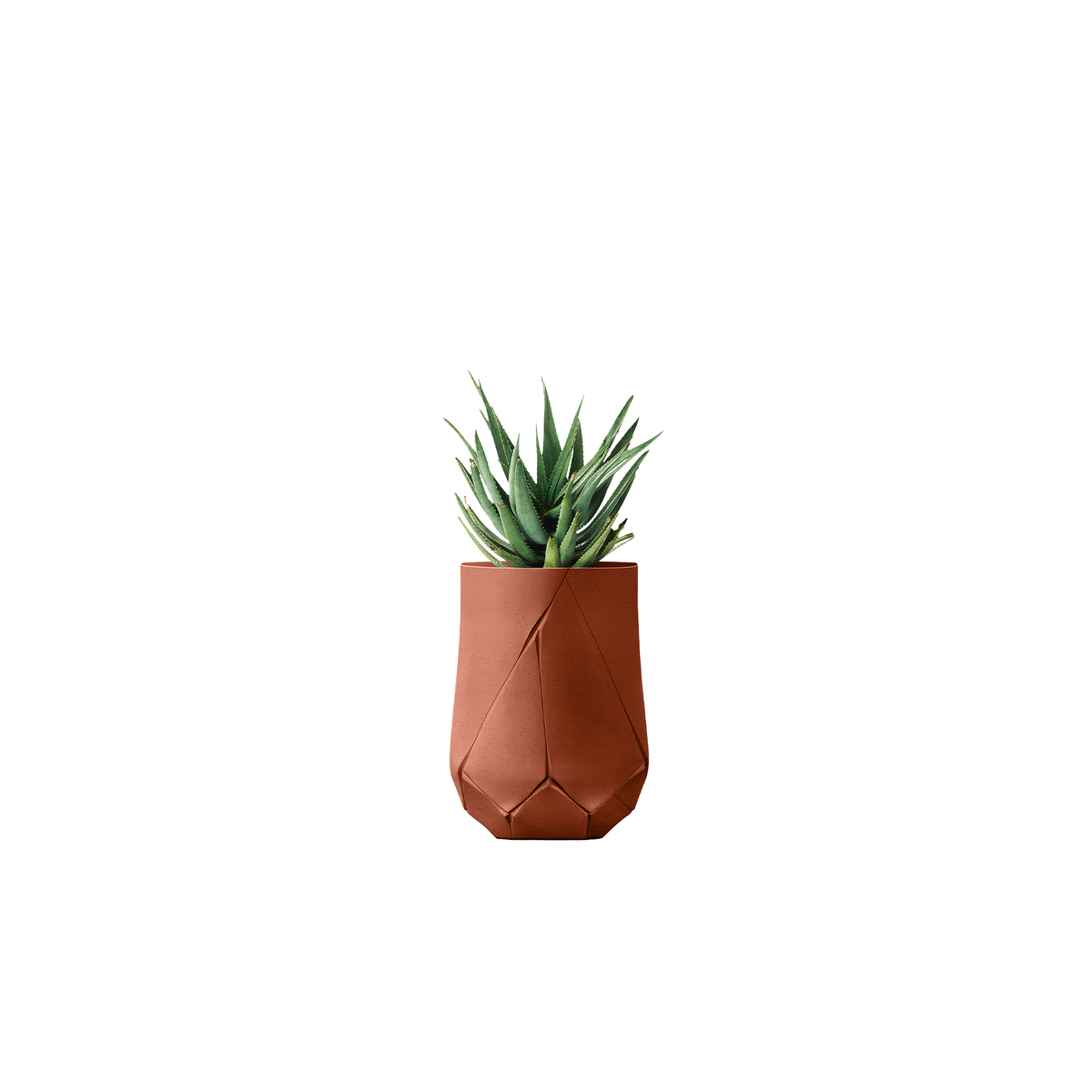 Bhaca Tall
