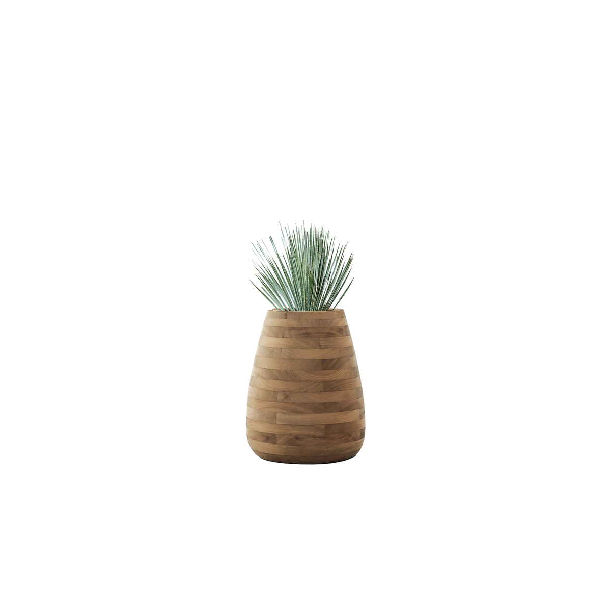 Tuber Medium Wood