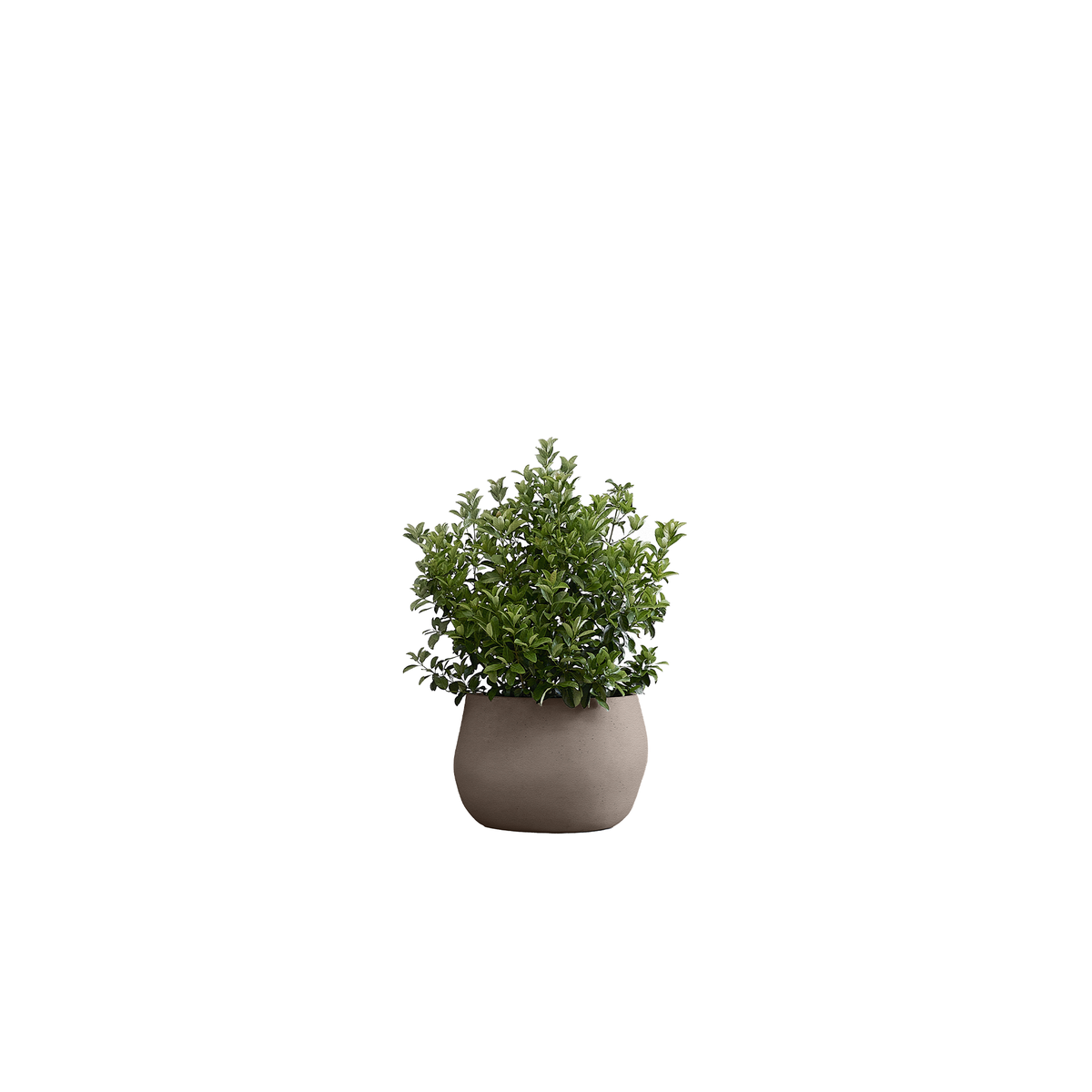 Pebble Small