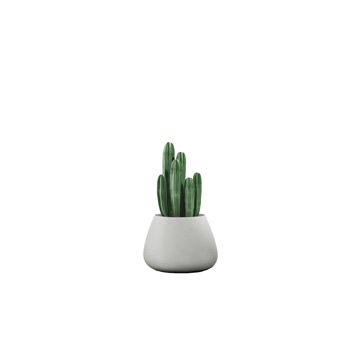 Tuber Small Stone