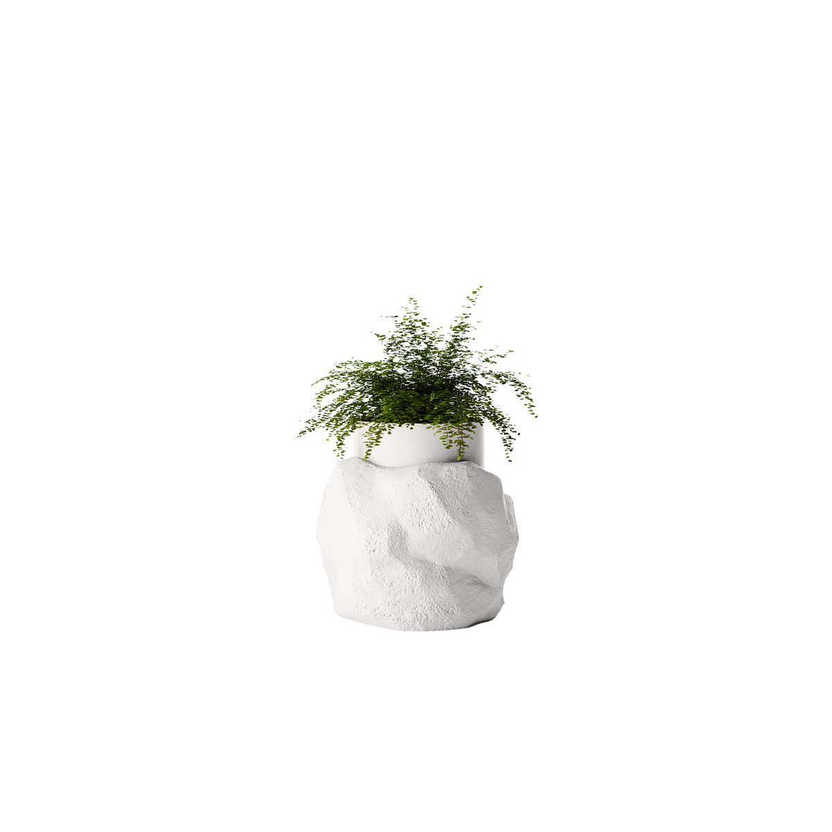 Petra Medium