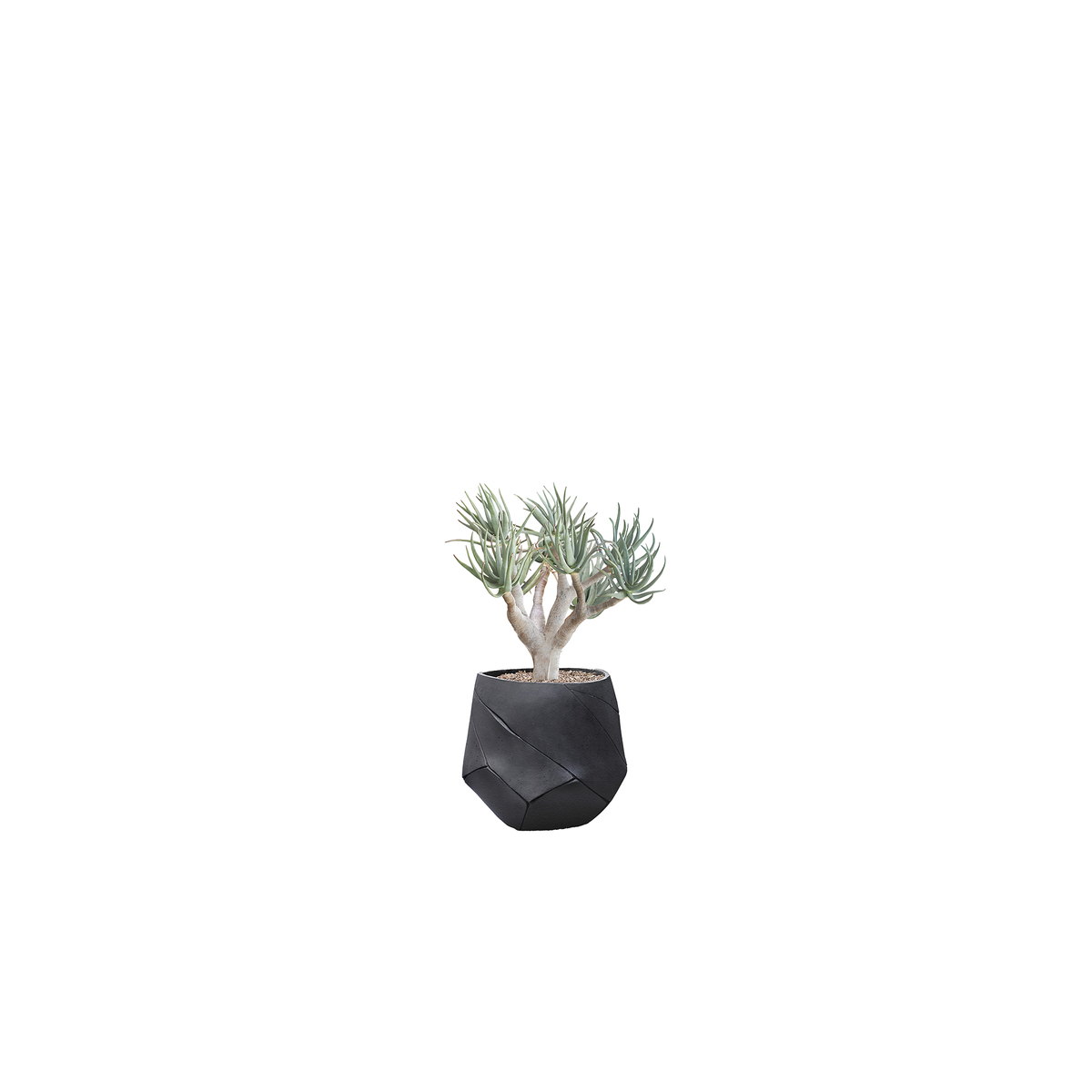 Bhaca Small