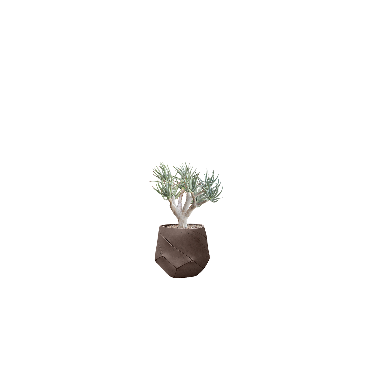 Bhaca Small