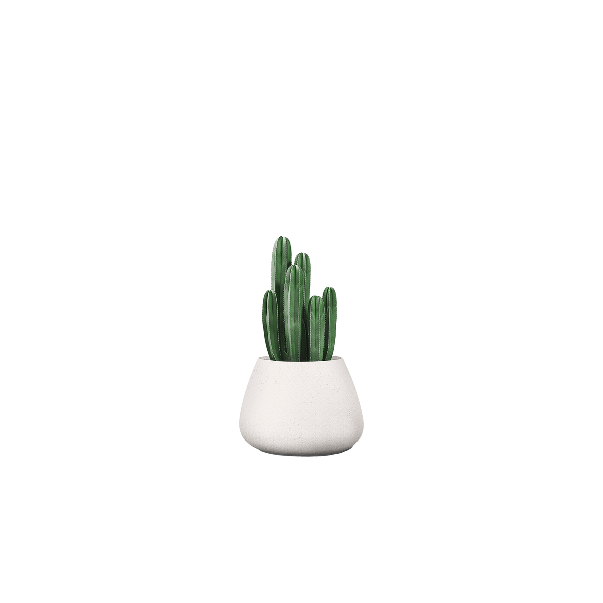 Tuber Small Stone
