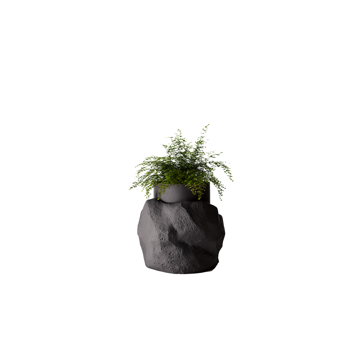 Petra Medium