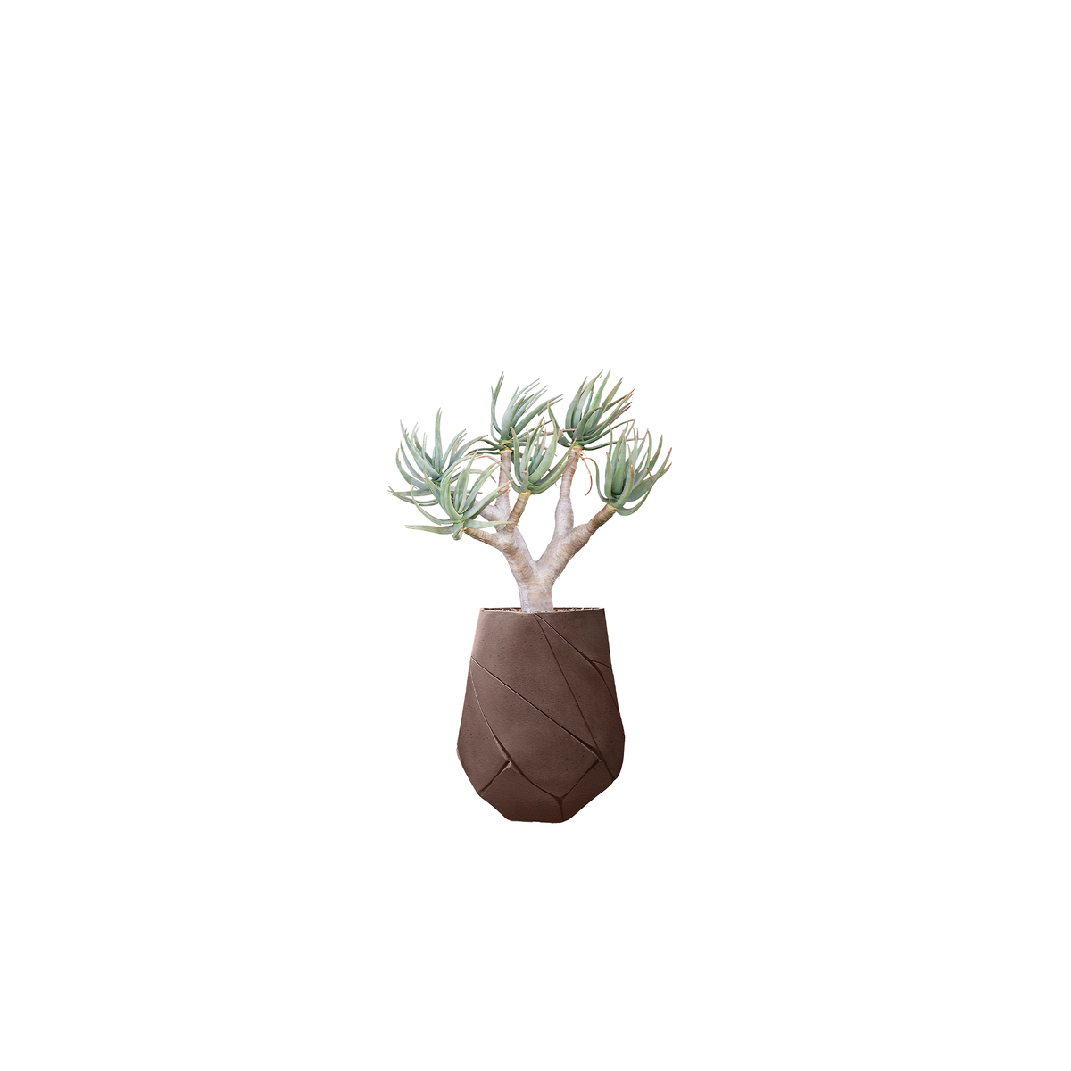 Bhaca Medium