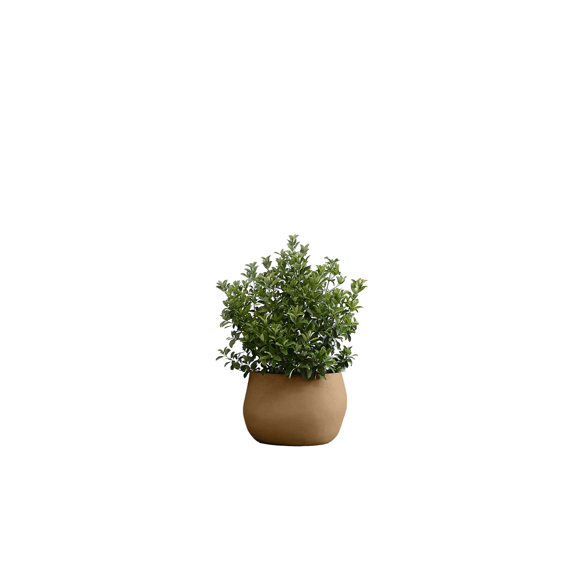 Pebble Small