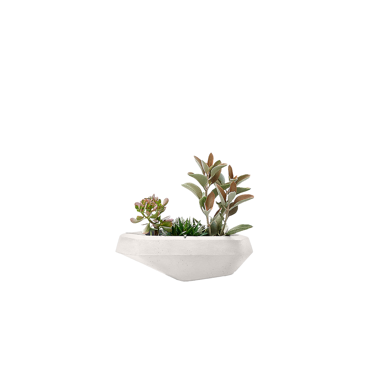 Steen Small