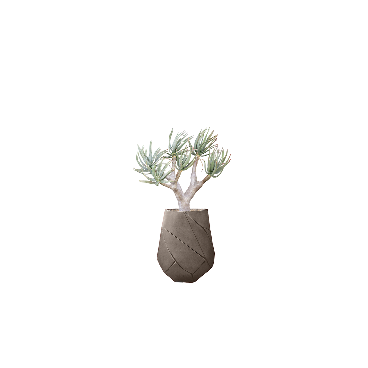 Bhaca Medium