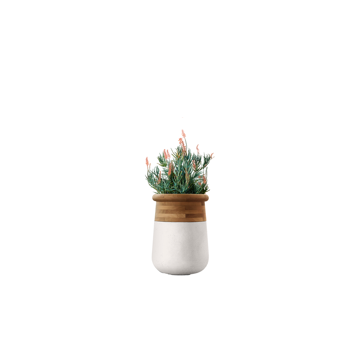 Soma Medium