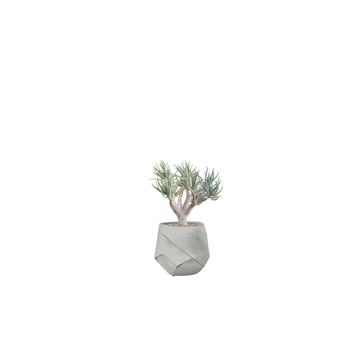 Bhaca Small