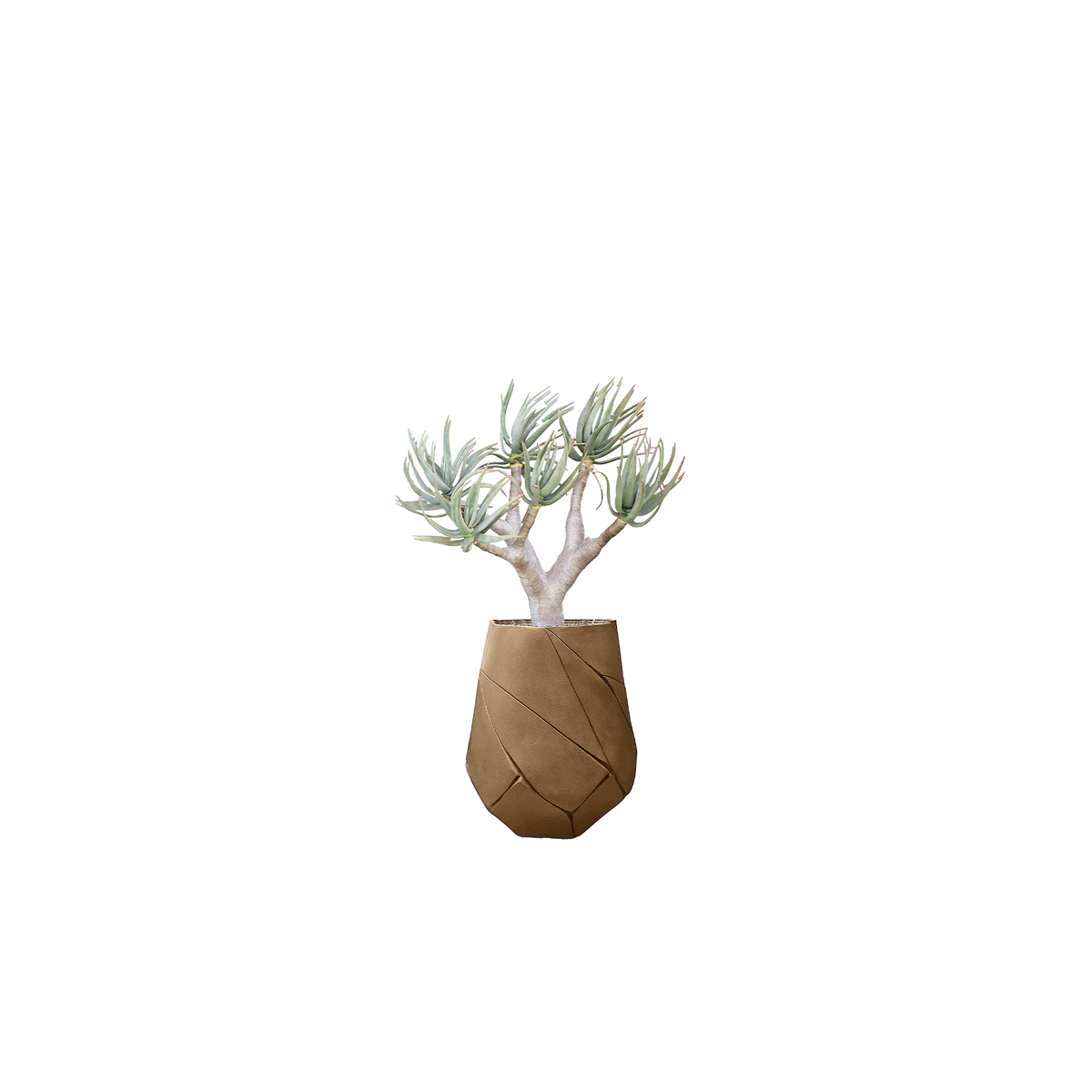 Bhaca Medium