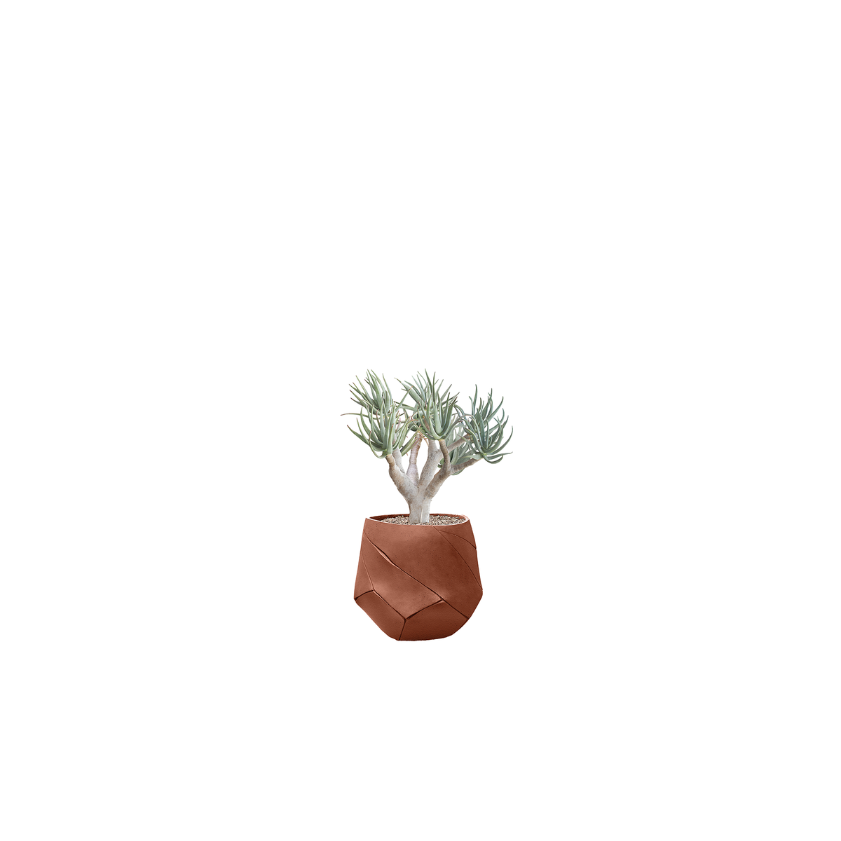 Bhaca Small
