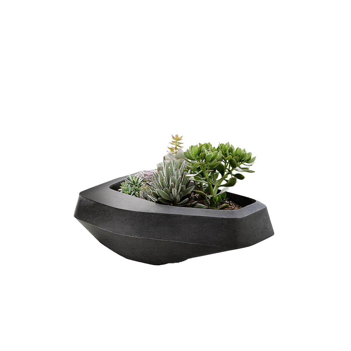 Steen Medium