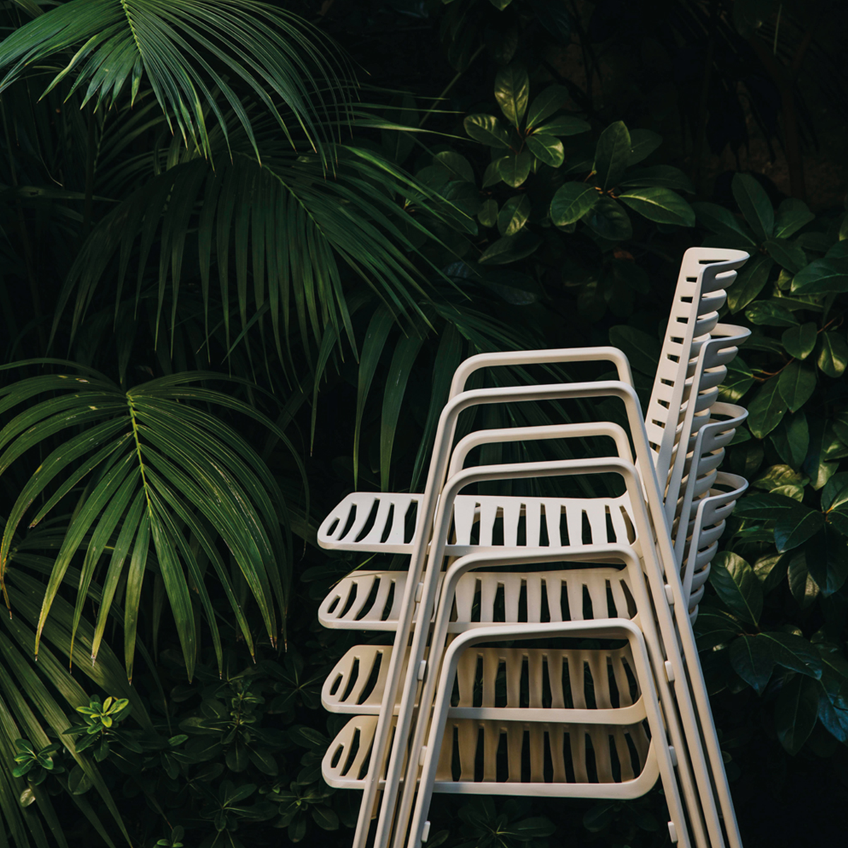 Zebra Dining Chair with armrests (401)