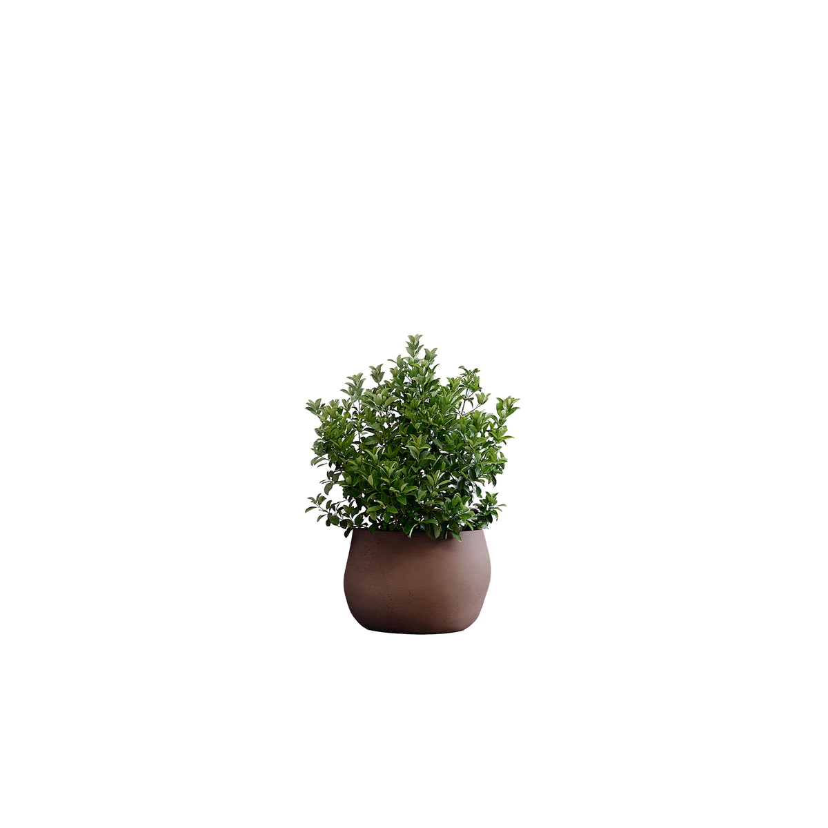 Pebble Small