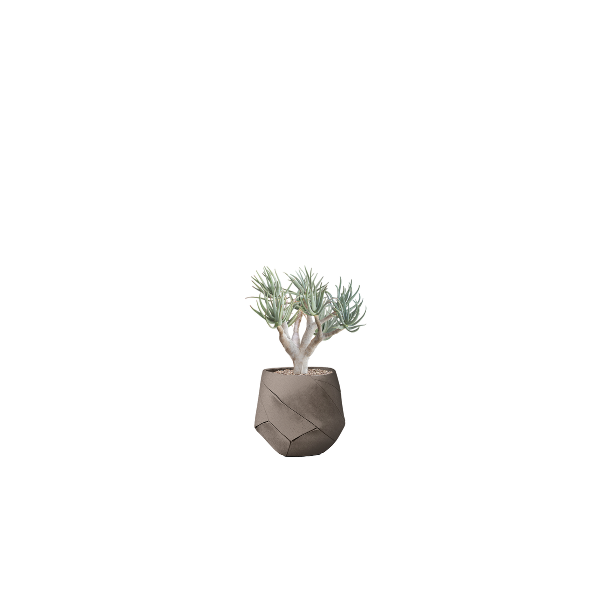 Bhaca Small