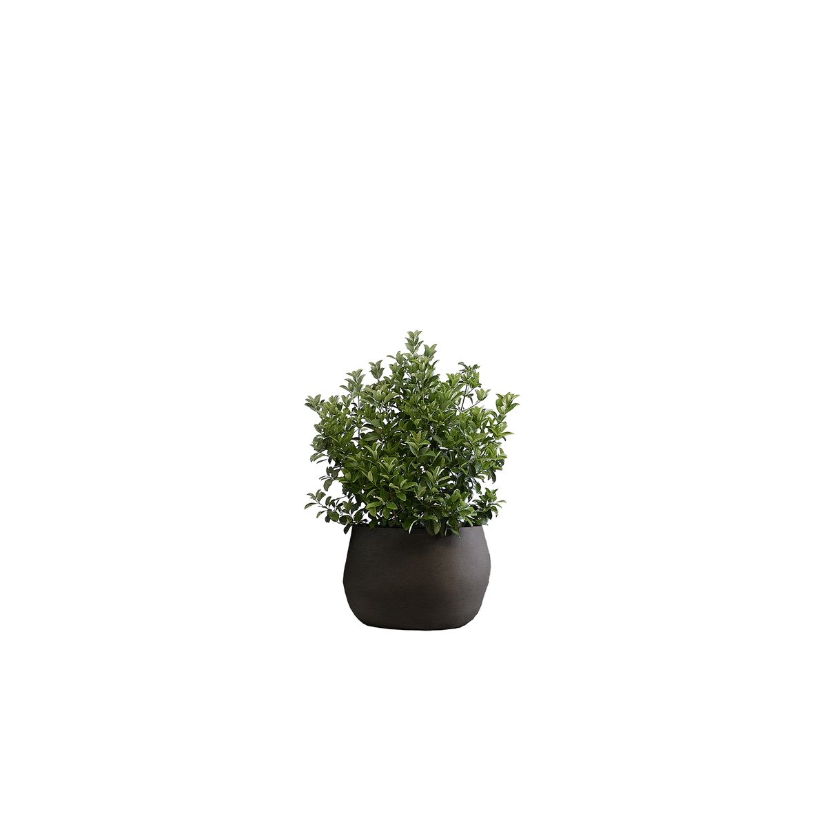 Pebble Small