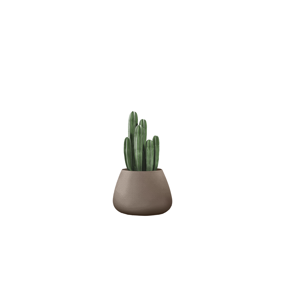 Tuber Small Stone