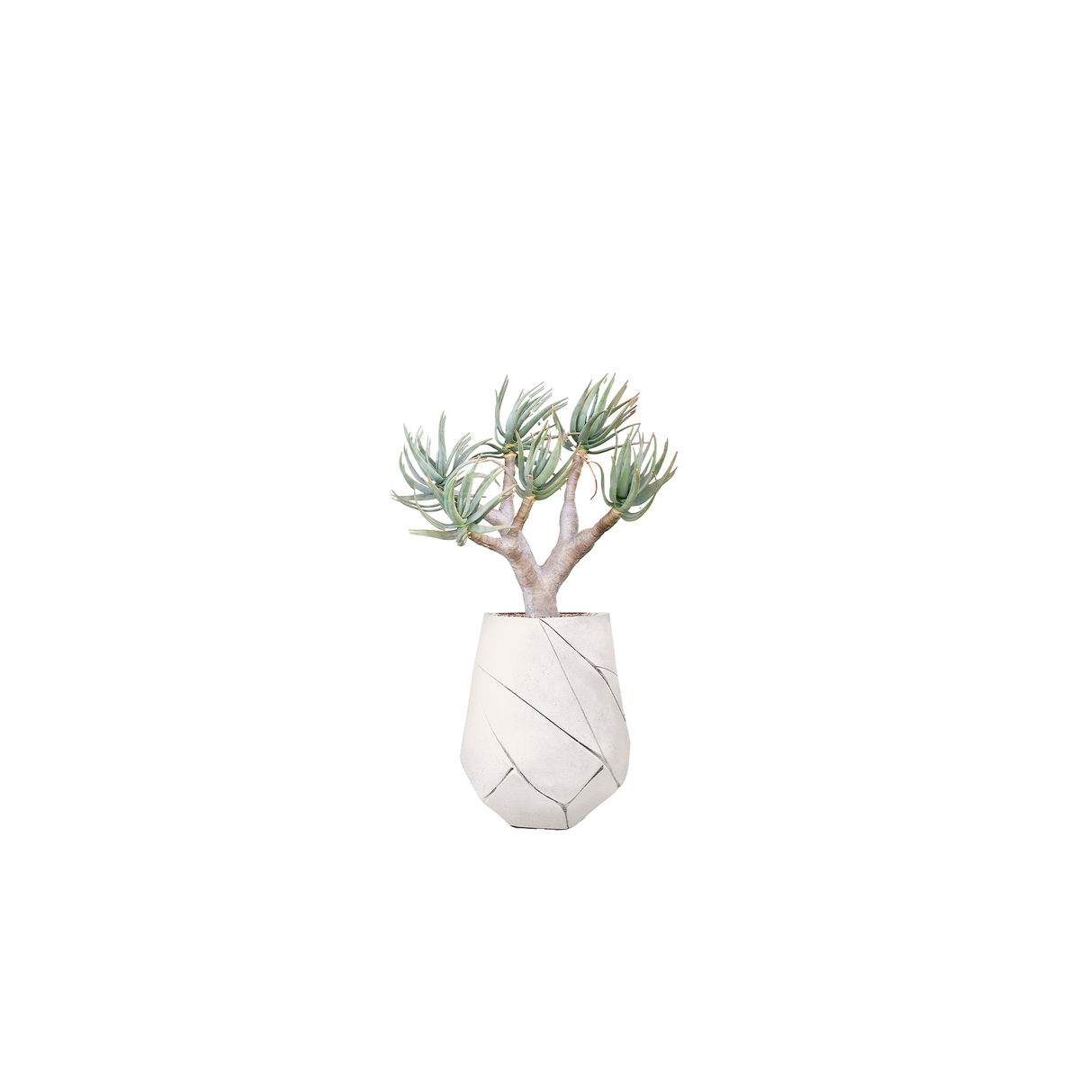 Bhaca Medium
