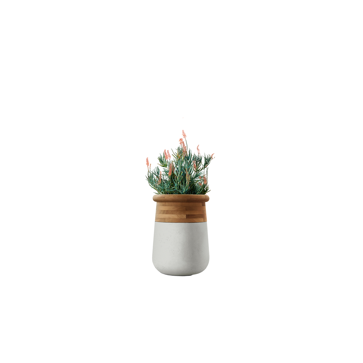 Soma Medium