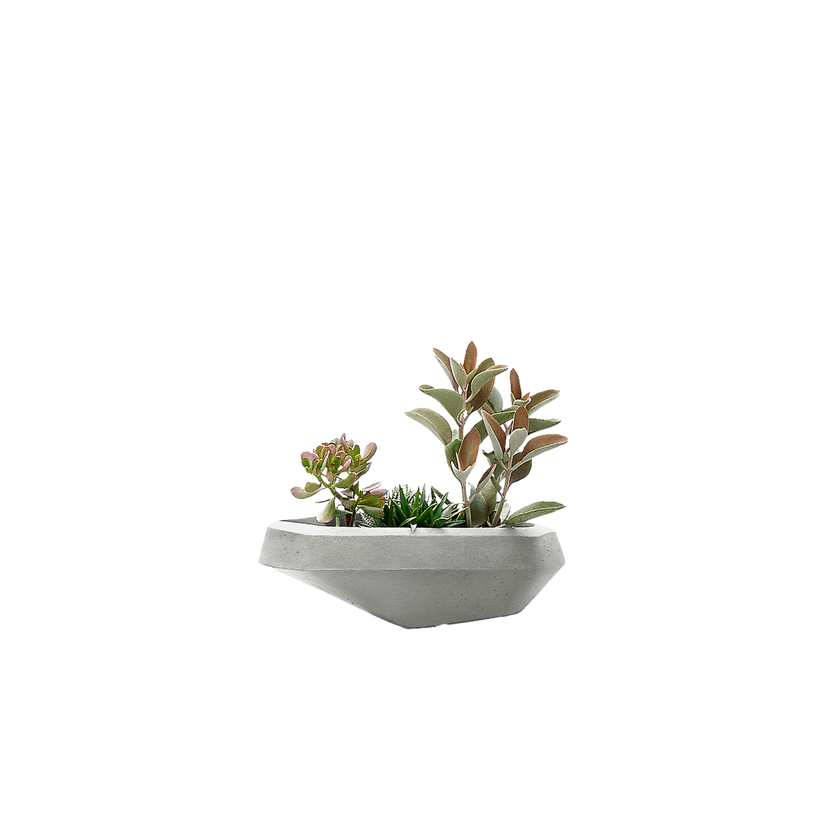 Steen Small