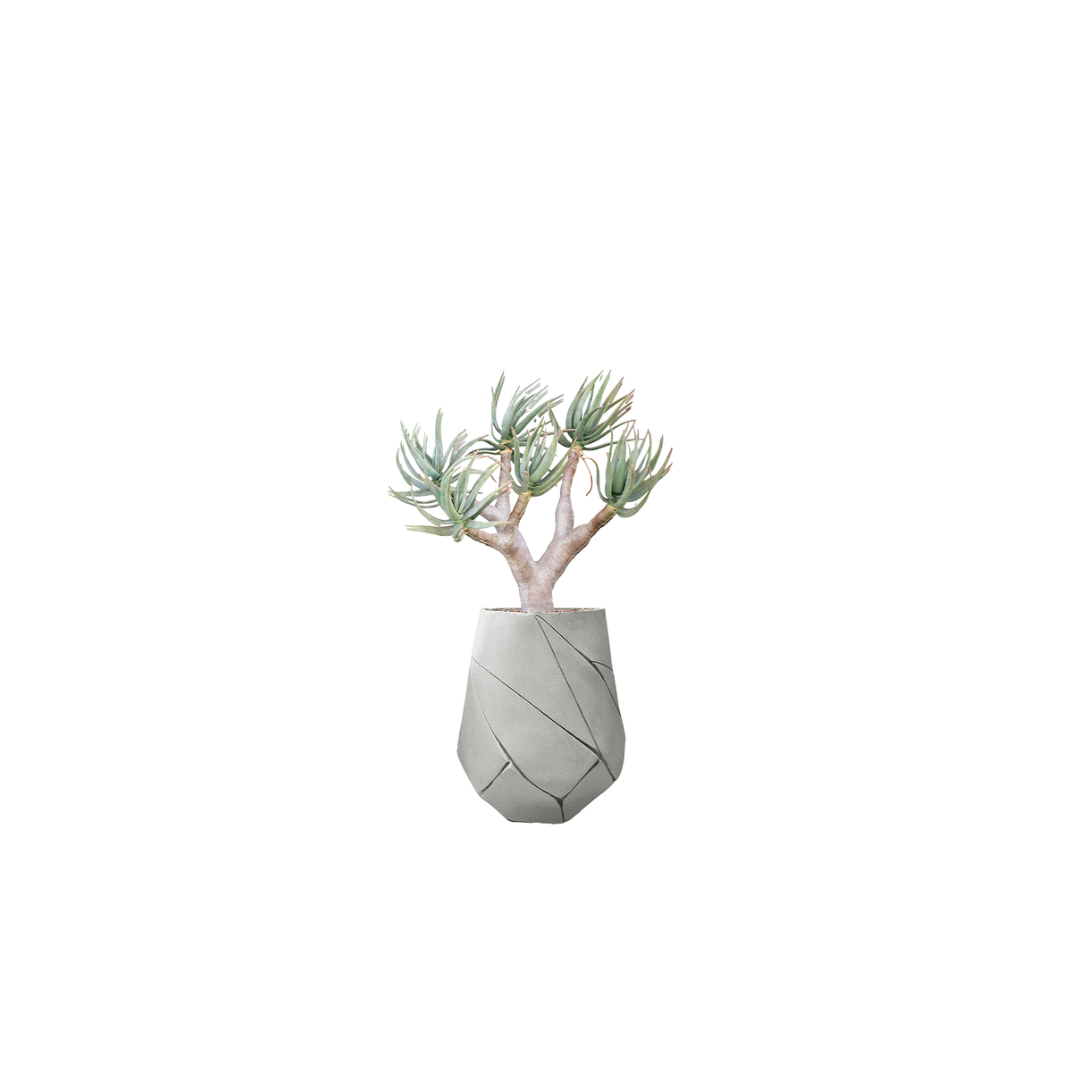 Bhaca Medium