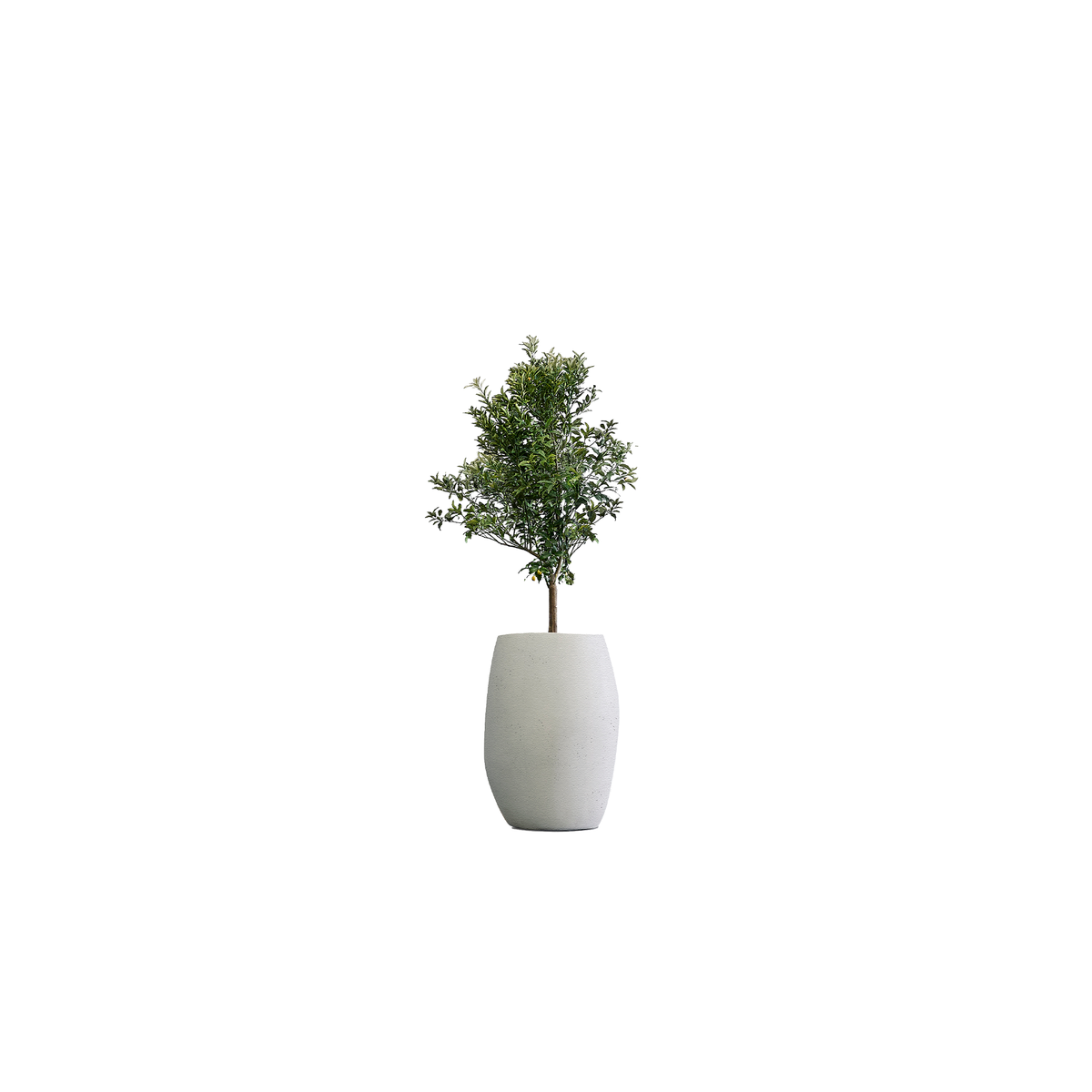 Pebble Tall
