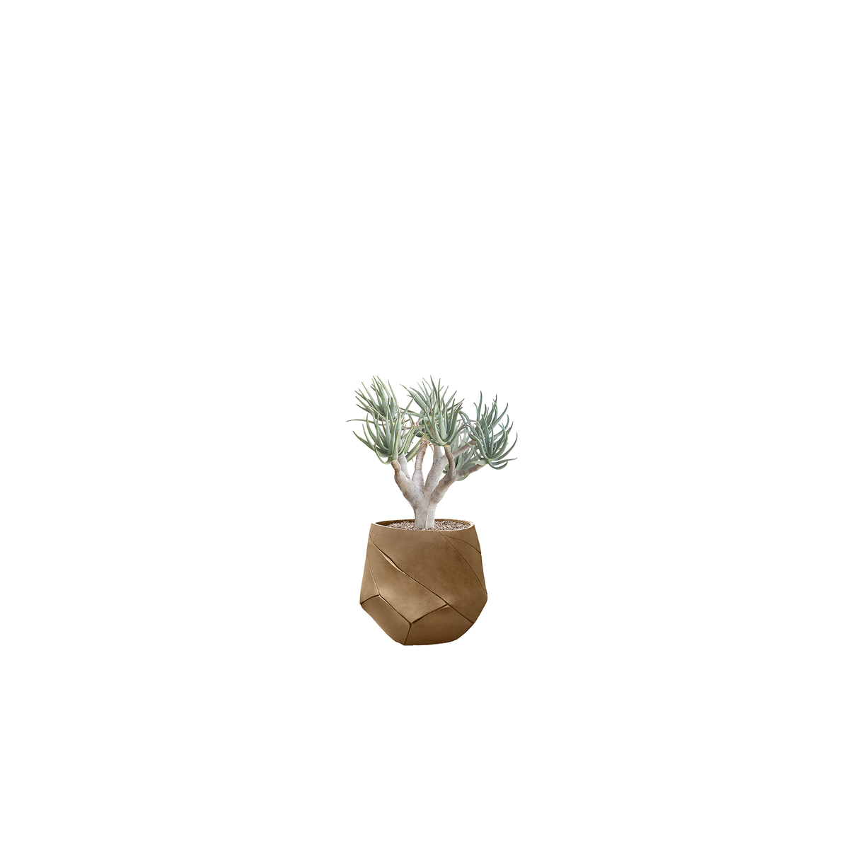 Bhaca Small