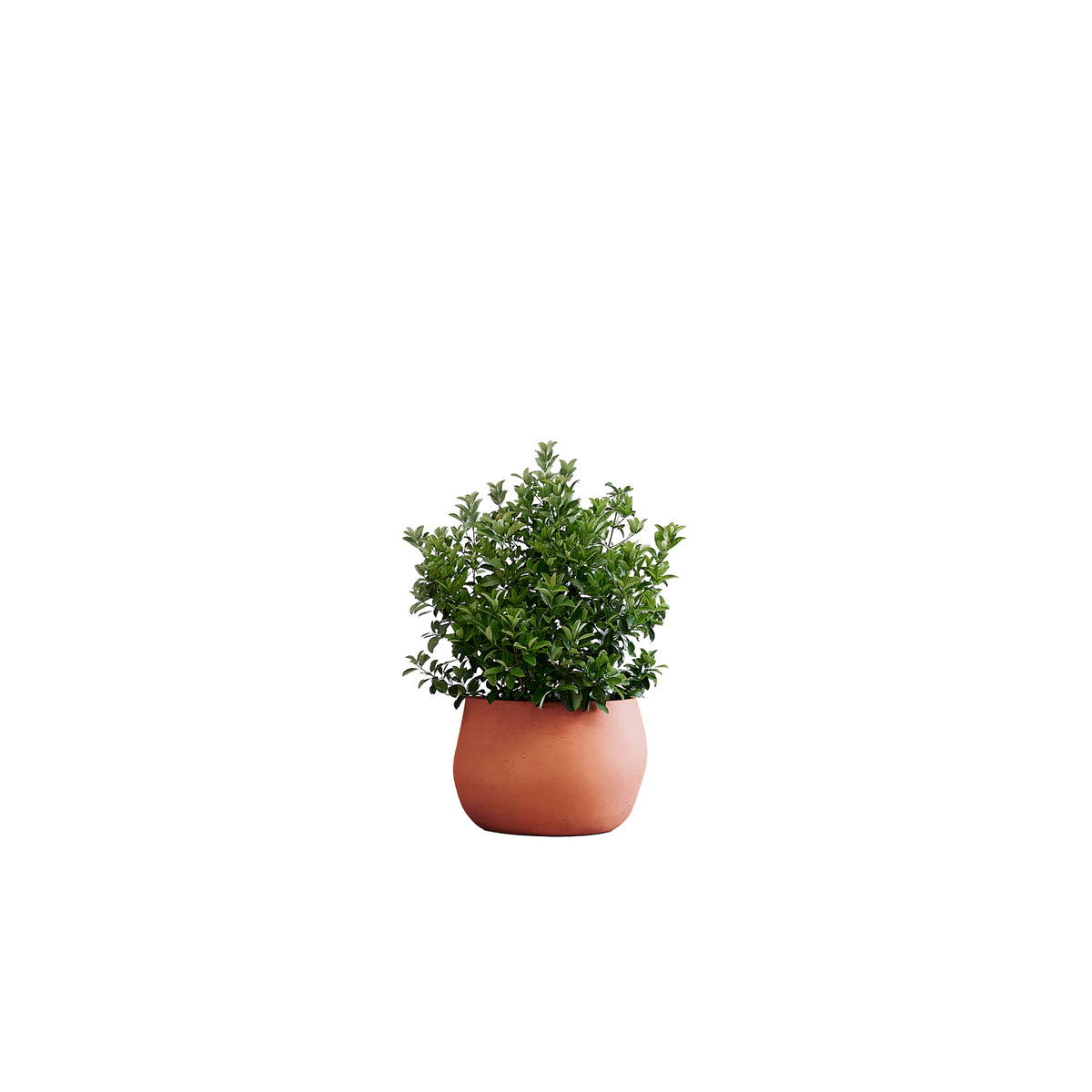 Pebble Small