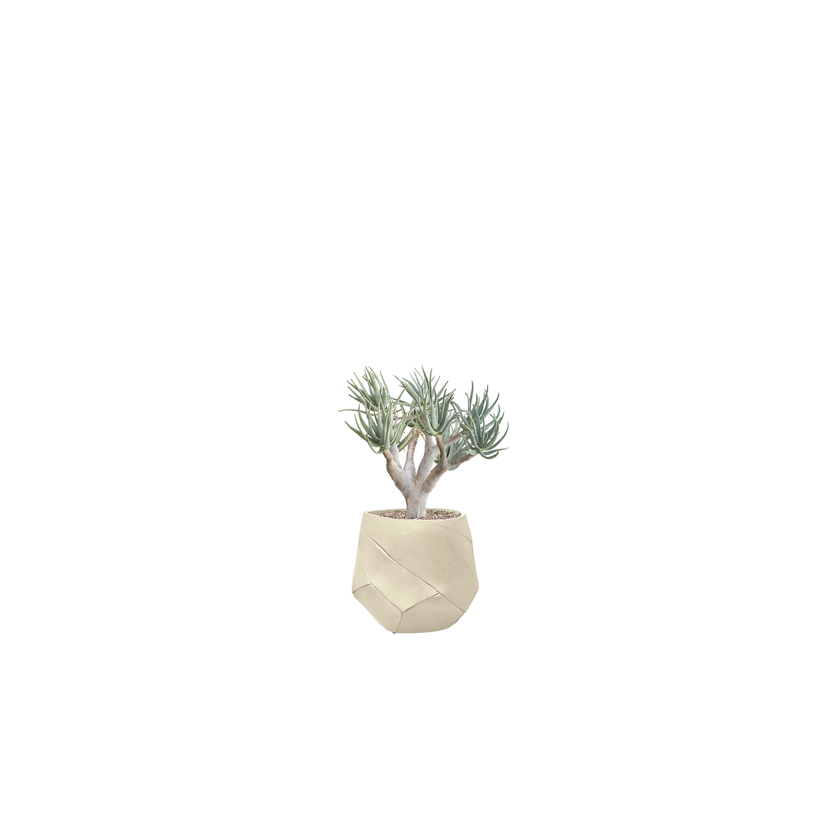 Bhaca Small