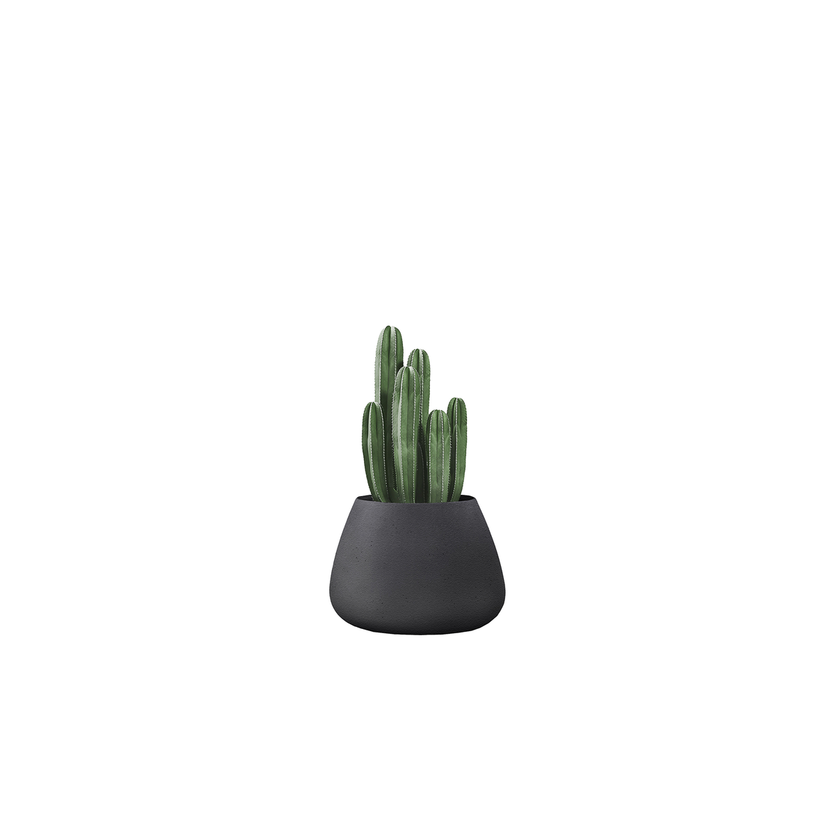 Tuber Small Stone