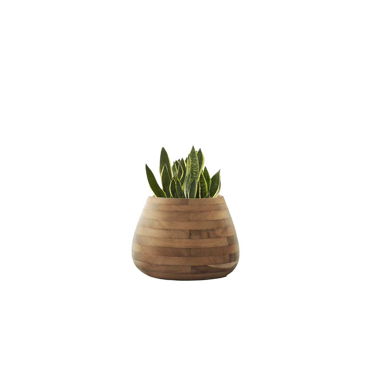 Tuber Small Wood