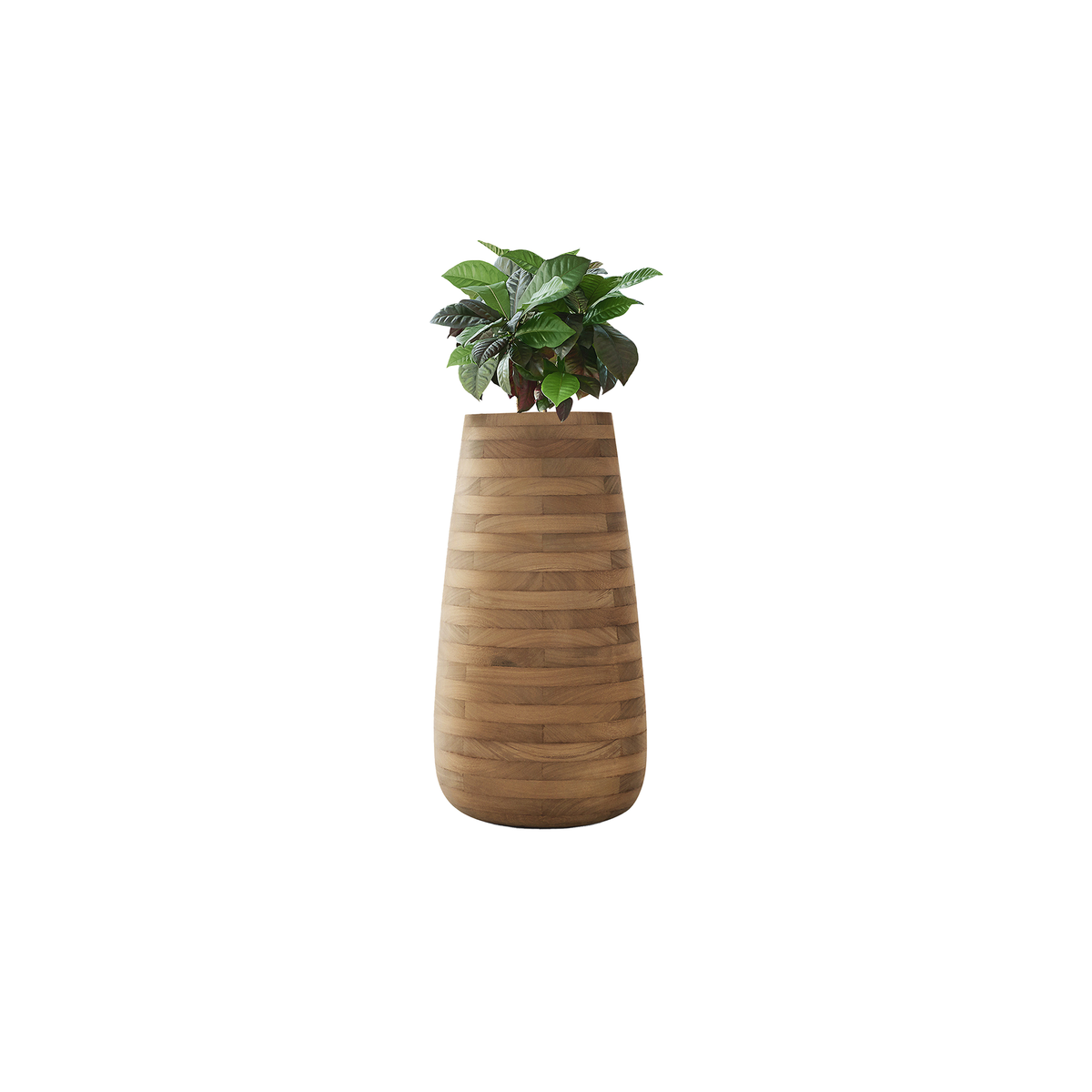 Tuber Tall Wood